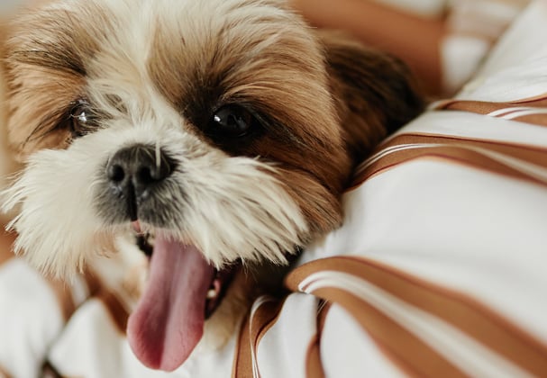 A shih tzu being cuddled by its owner.