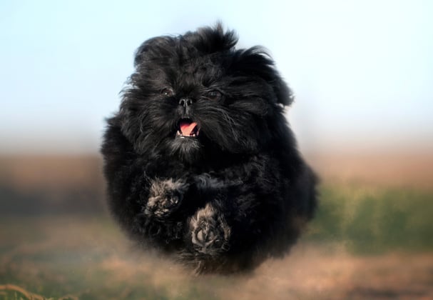 A black shih tzu running towards the camera