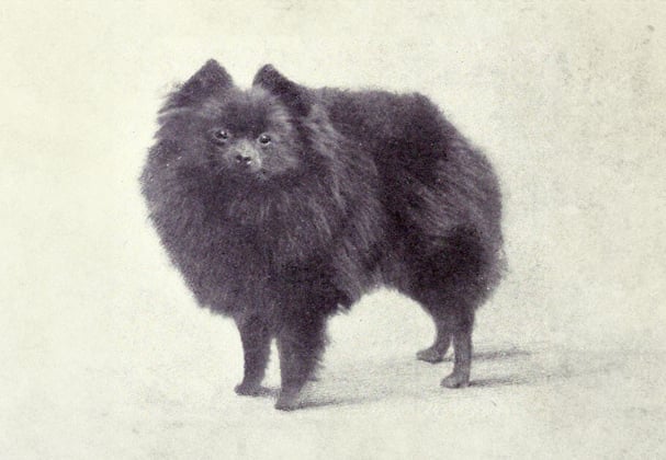 An old photo from 1915 of a miniature black Pomeranian