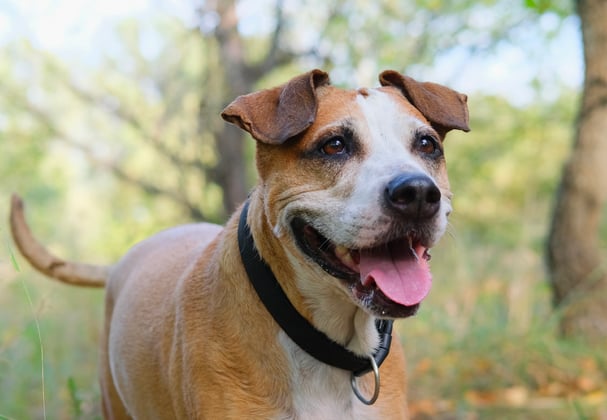 A tan staffordshire bull terrier running through a forest.