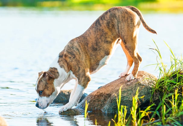 A staffordshire bull terrier drinking from a lake.