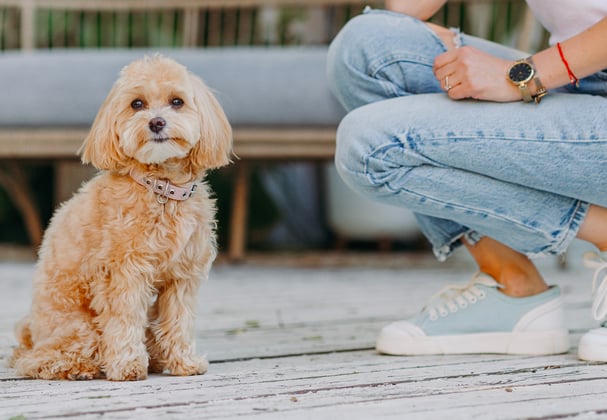 A maltipoo sitting next to her owner who is crouched down.