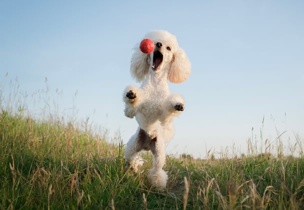 A white Poodle jumping in the air to catch a ball.