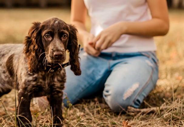 A Sprocker Spaniel on grass next to their owner