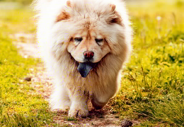 A cream-coloured Chow Chow walking through grass,