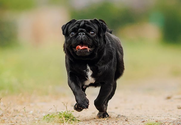 Black pug running outside with tongue out