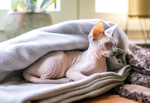 A sphynx cat underneath a blanket.
