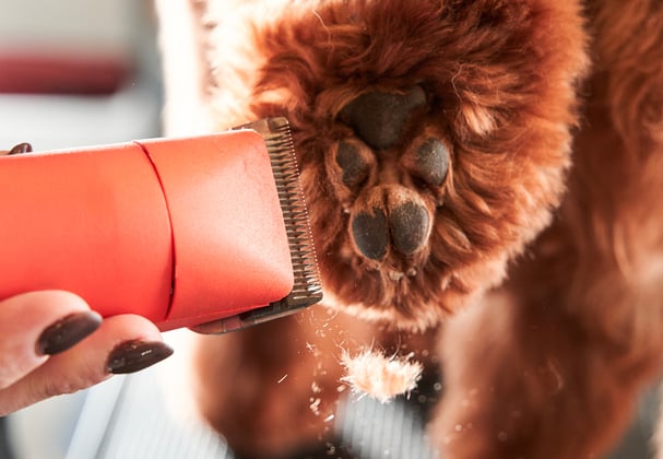 Labradoodle paw being trimmed