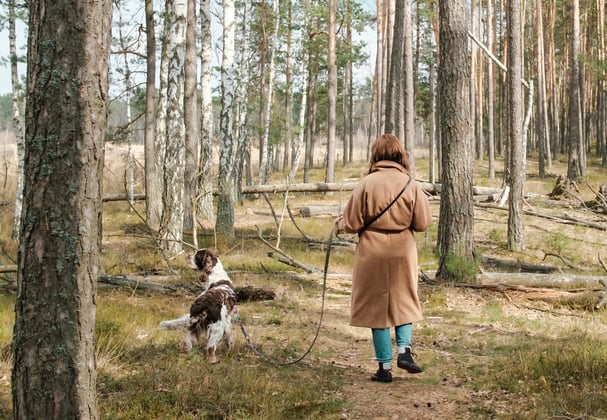 A woman walking through the woods with her english springer spaniel.