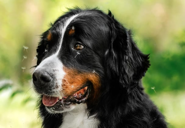 A BMD surrounded by dandelions.