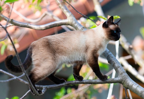 A Siamese cat climbing a tree and walking along a branch.