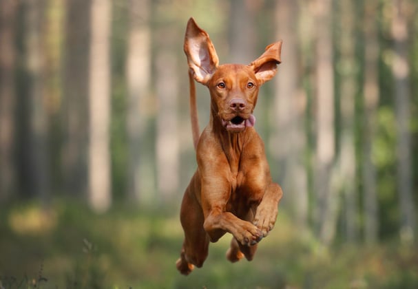 A hungarian vizsla leaping through a forest.