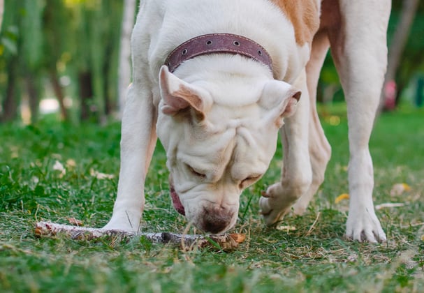 An american bulldog playing with a stick.