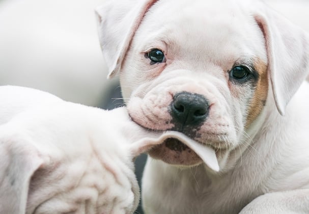 An american bulldog puppy chewing the ear of another puppy.