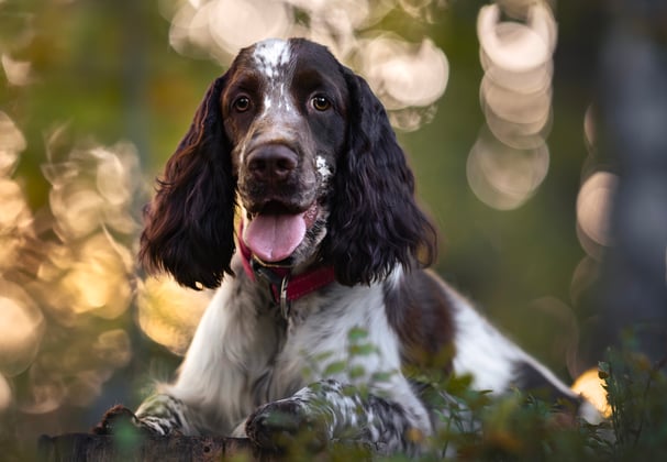 An english springer spaniel laying on the grass at sunset.