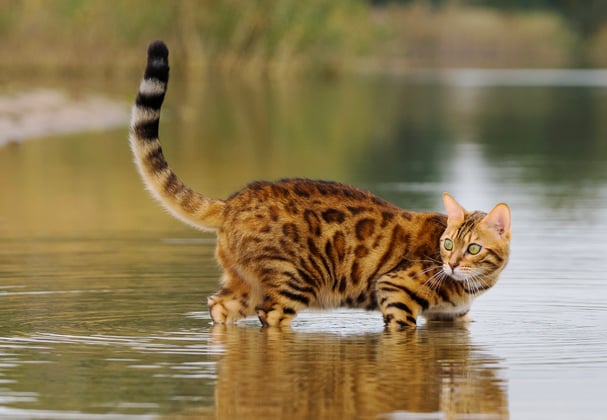 A bengal cat walking through low water in a lake.