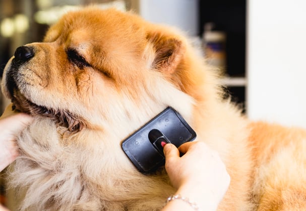 A woman brushing a Chow Chow with a slicker brush.