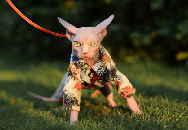 A sphynx cat in a jacket walking on a lead.