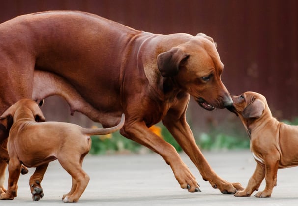 An adult ridgeback playing with her puppies.