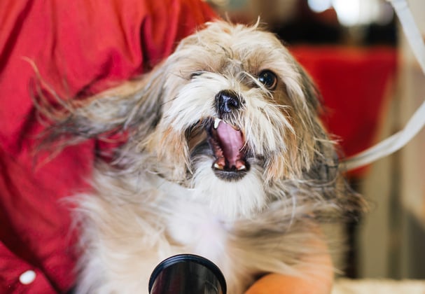 A lhasa apsos having its hair dried.