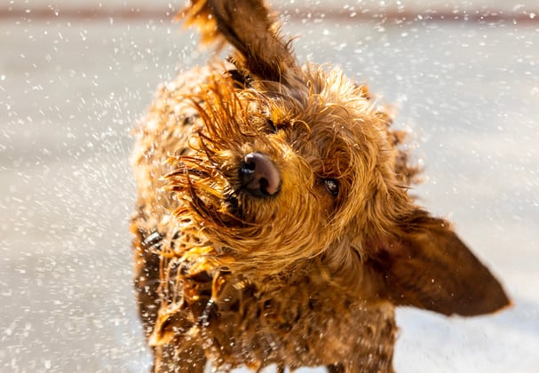 A goldendoodle shaking all the water off of its coat.