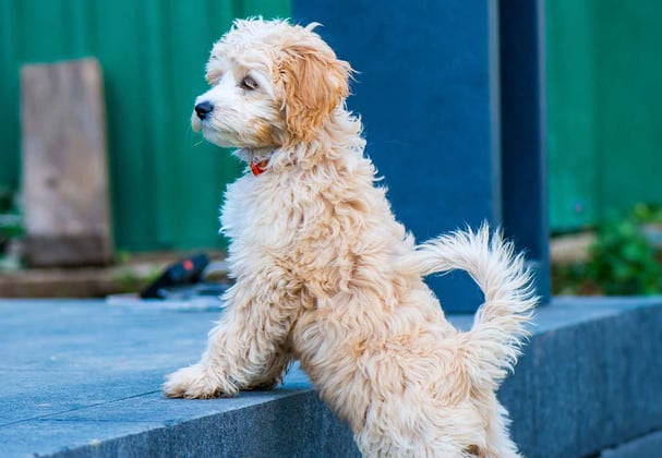 A young cockapoo looking over a step