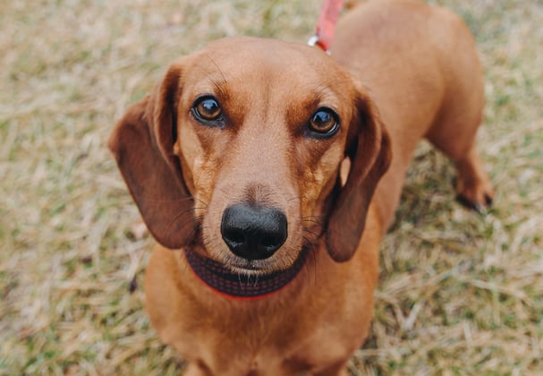 Dachshund standing on grass looking at camera