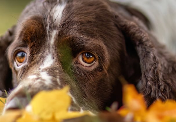 A spaniel with its head down in a pile of orange leaves.