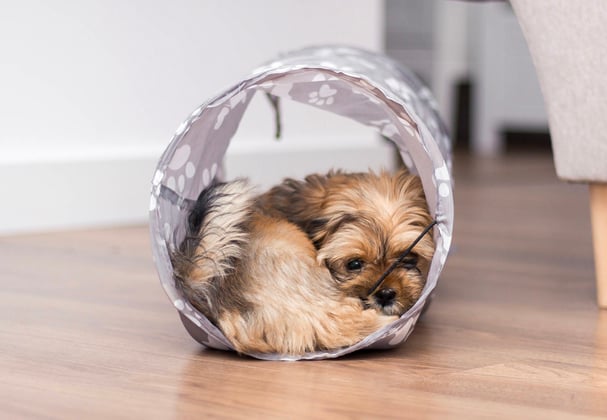 A lhasa apsos curled up in a toy tunnel.