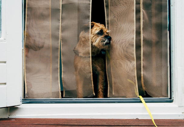 A border terrier looking out of a door.