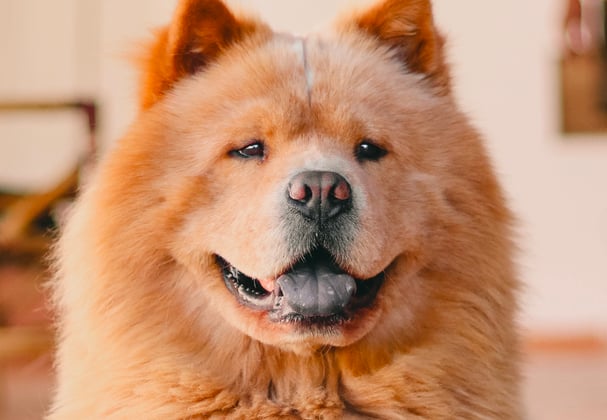 A close up of a ginger Chow Chow.