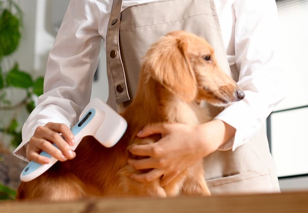 Golden Dachshund being brushed by groomer
