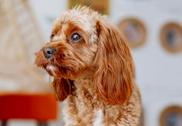 A brown dog looking slightly worried.