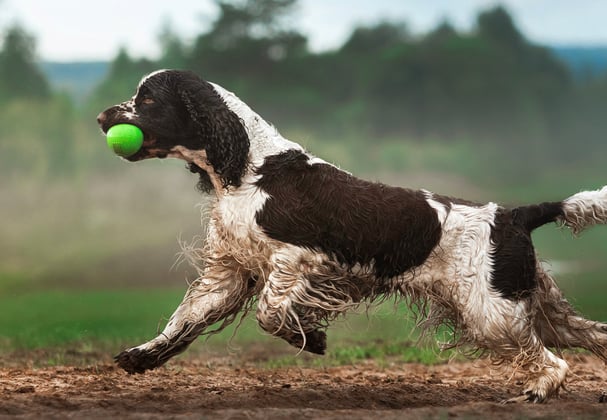 An english springer spaniel running with a green ball in it's mouth.