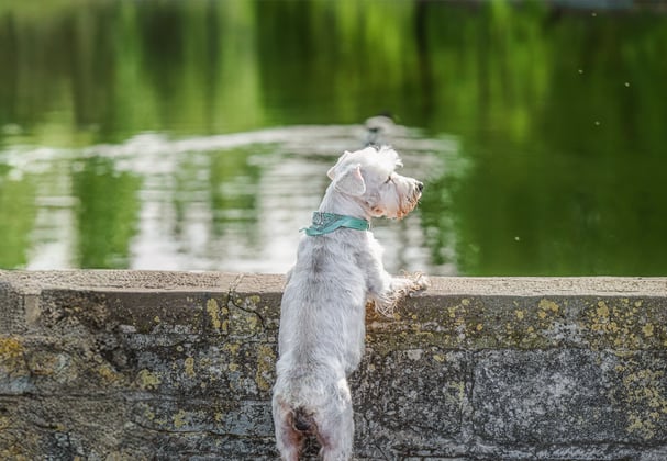 White Miniature Schnauzer looking over a wall into a pond
