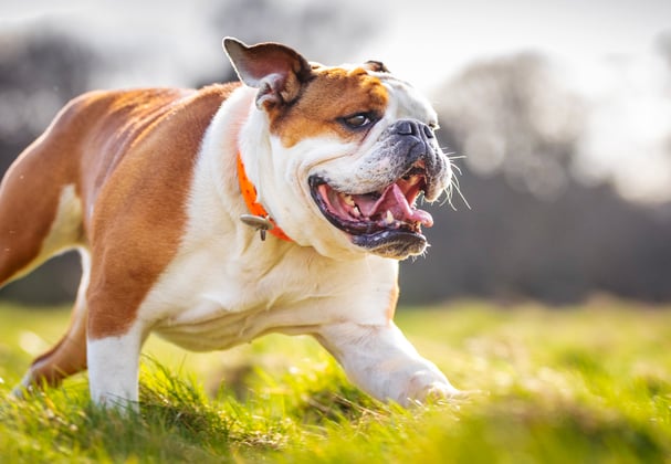 Bulldog running on grass with mouth open