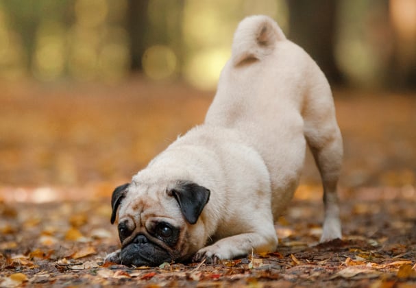 A pug with its face to the autumn floor