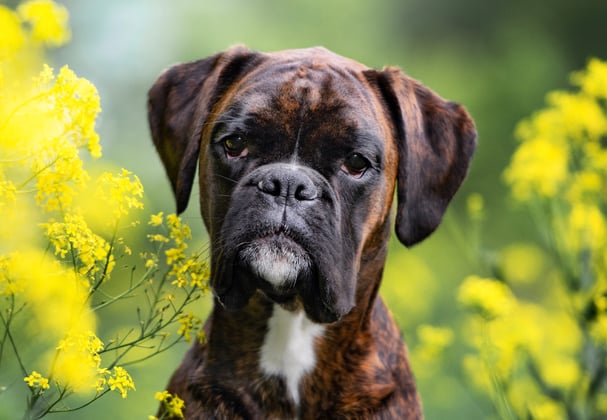 A boxer sitting between yellow flowers.
