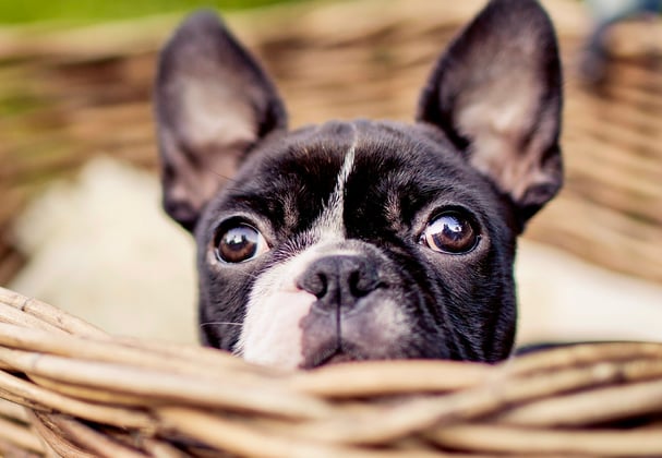 A boston terrier in a whicker basket.