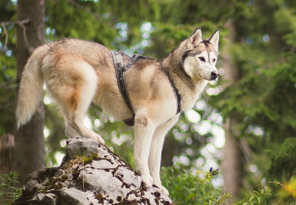 A siberian husky standing on top of a rock in a forest.