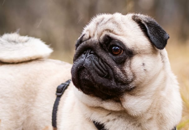A pug looking off into the distance surrounded by brown grass