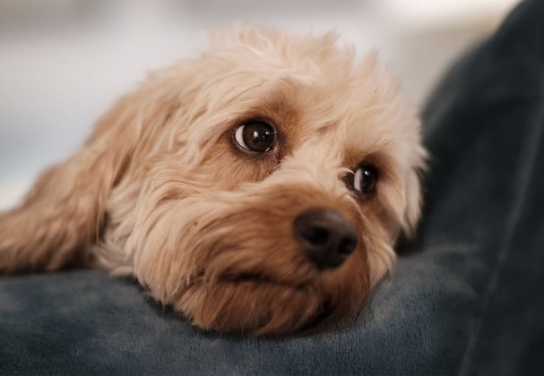 A melancholic cavapoo laying on a blanket
