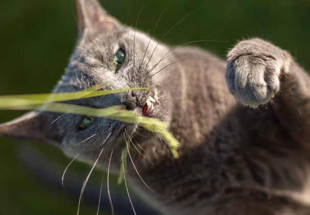 A russian blue trying to chew a blade of grass.