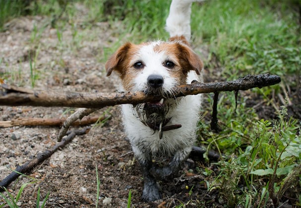 A muddy longhair brown masked white Jack Russell Terrier carrying a big branch in their mouth