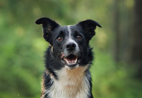 A border collie in a forest.