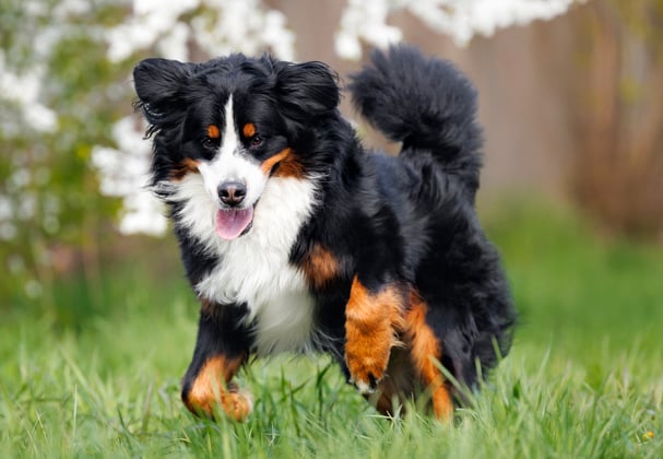 A BMD running in grass.