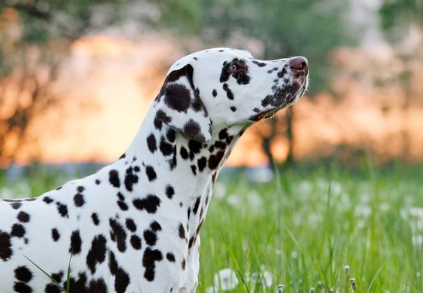 Dalmatian looking up standing in grass