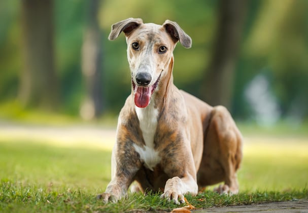 A greyhound stood in a field.
