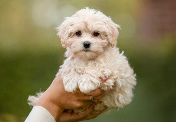 A hand holding a white puppy maltipoo.