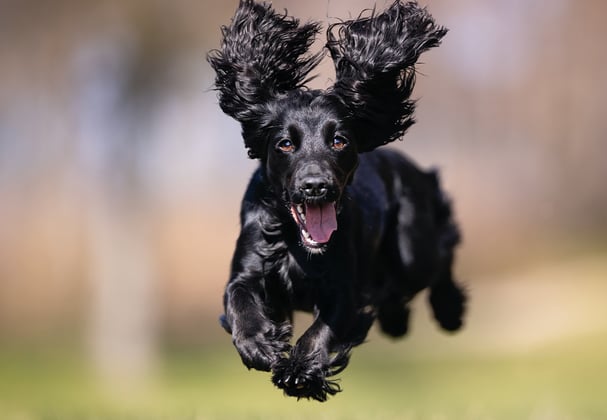 A cocker spaniel leaping in the air across grass.